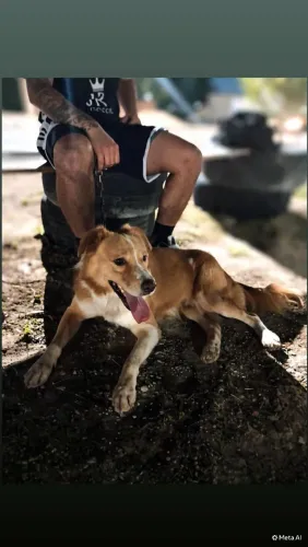 Doação de cachorro