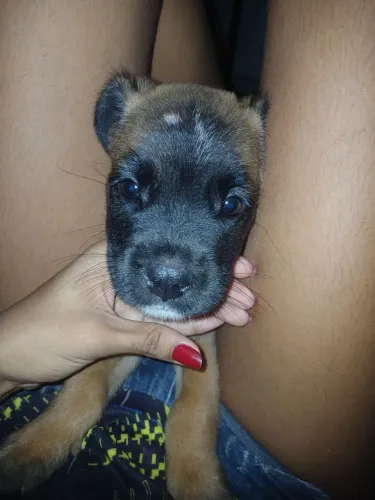 Vendo filhote de american bully 