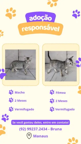 Doação de gatinhos filhotes
