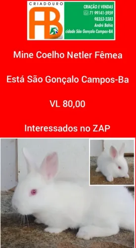 Filhotes de Mine Lion e Netler Disponíveis