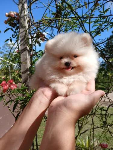 Spitz alemão fêmea