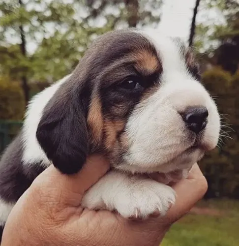 Beagle Um amigo que completa o ambiente