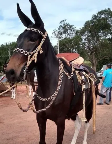 Mula bacheira chama no zap *