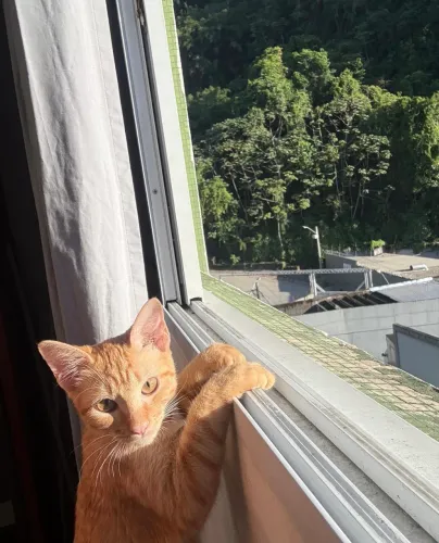Gata Laranja Fêmea para Adoção