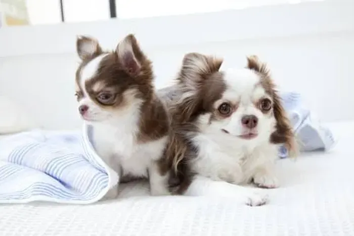 Chihuahua fofo demais 