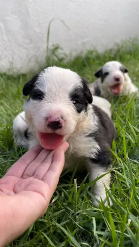 Venda de cachorro