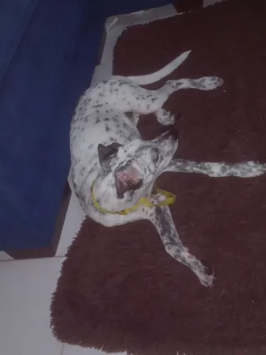 Dálmata Femea de 5 meses 