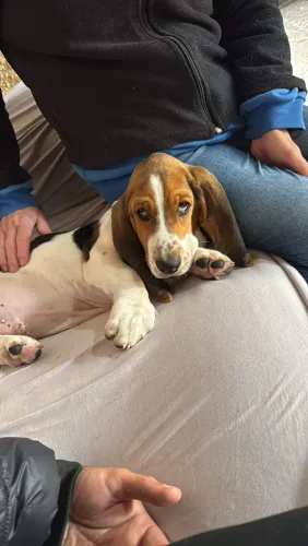 Filhotes Basset Hound 