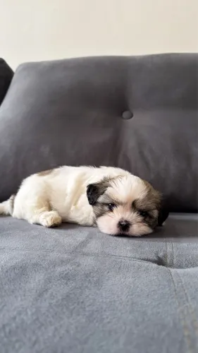Filhote de shihtzu