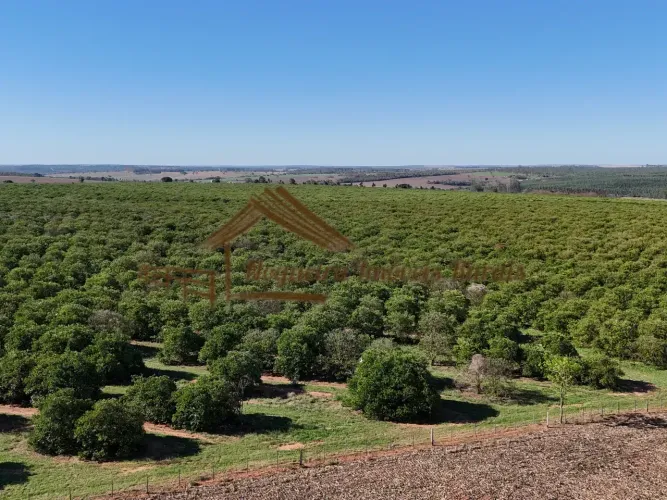 Fazenda a venda com 33 alqueires, plantado laranja na região de Avaré-SP