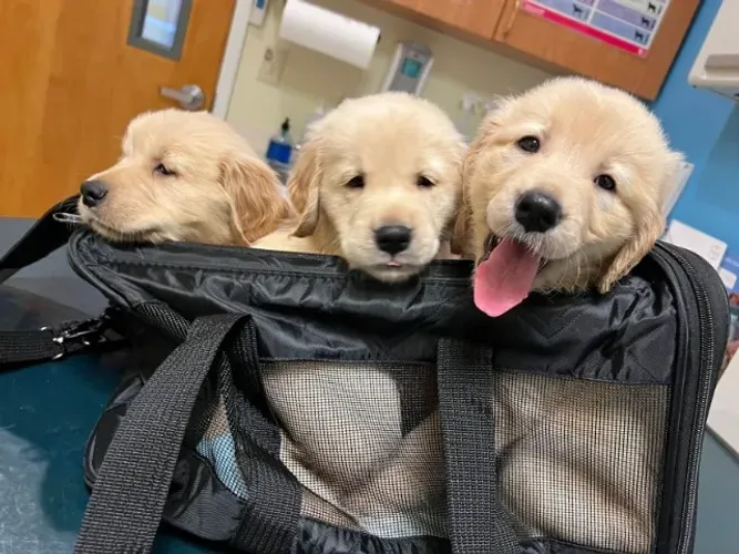 Filhotes de Golden Retriever | Fofura ativa e alegre!