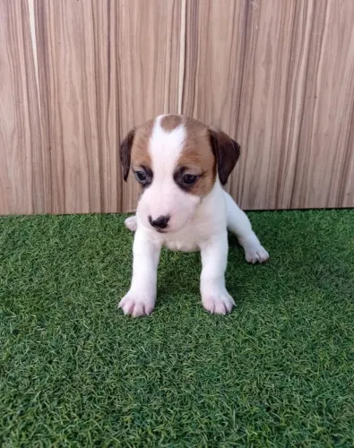 Jack Russell terrier com Pedigree porte pequeno
