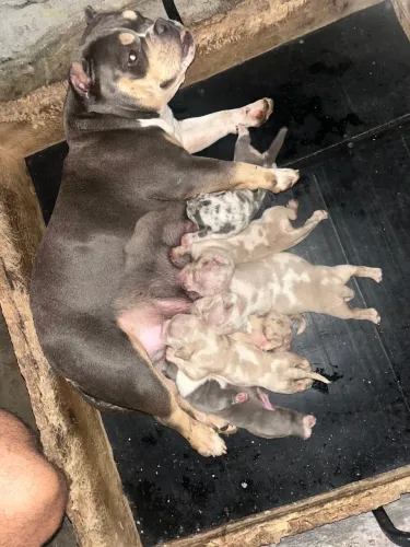American Bully Micro filhotes