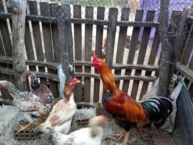 Vendo galo caipira malaio