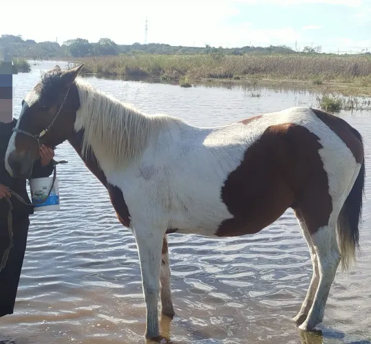 Cavalo