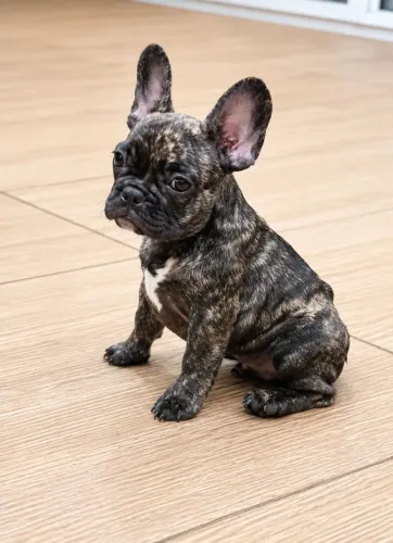 Filhote de Bulldog Francês