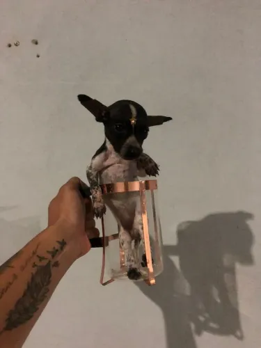 Pinscher 1 fêmea bem pequena