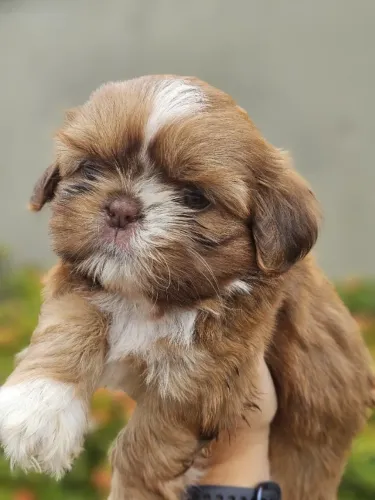 Lindos filhotes de Shih Tzu