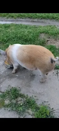 MACHO ADULTO DE MINI PIG...