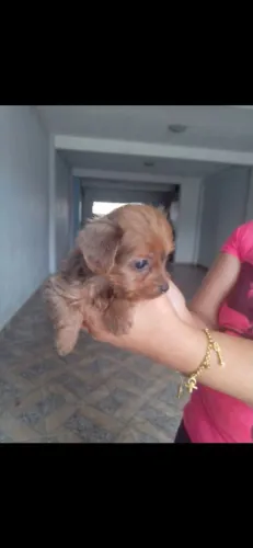Linda menina York goldduster