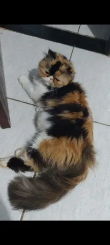 Gata pra namorar
