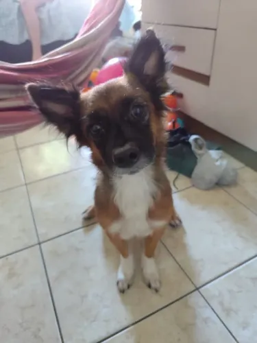 Doação de cachorro femea adulto