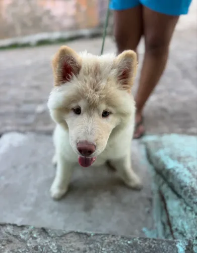 filhote chow chow