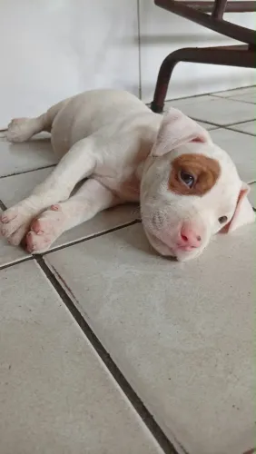 Vendo filhote de pitbull