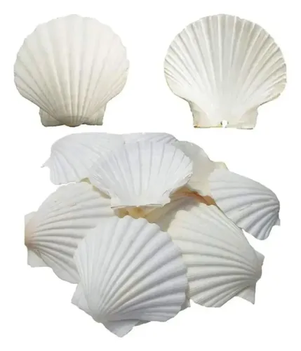 Conchas shell de vieira naturais lote com 40 unidades