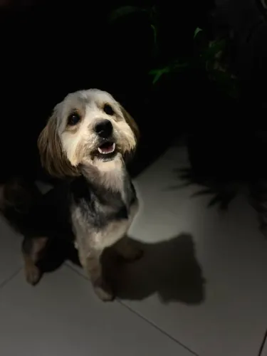 Doação de cachorro 