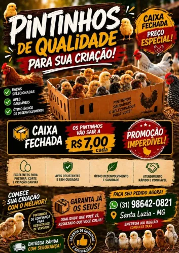 Pintinhos
