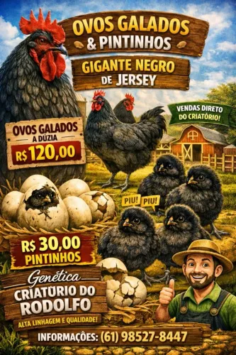Pintinhos de gigante negro de Jersey