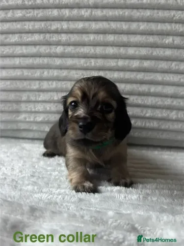 Bebezinho dachshund/teckel/basset/salsicha/cofap dócil e saudável