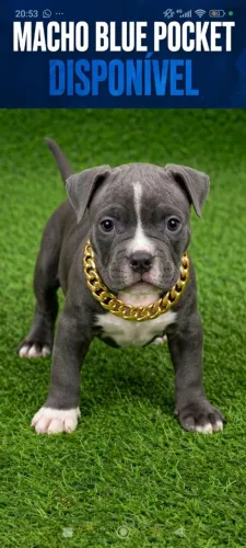 American Bully
