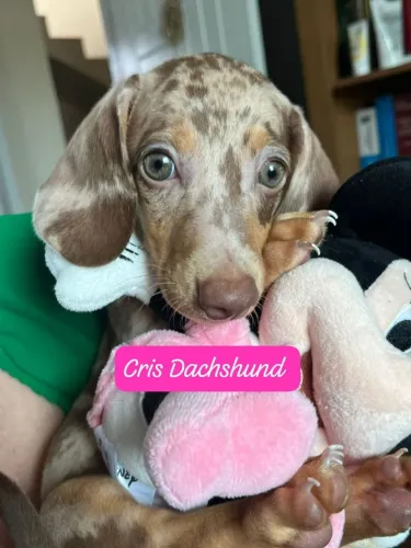 Basset filhotes