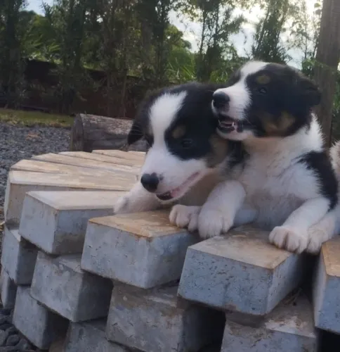 Filhotes de border collie