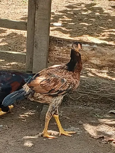 Galinha Carioca 