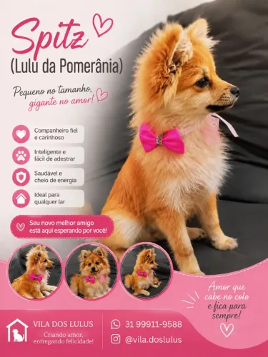 Spitz alemão