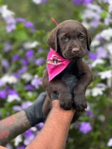 Labrador Retriver - Com energia de sobra