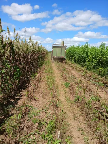 Vendo 300 toneladas de silagem, de milho e de sorgo. 