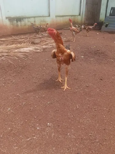 frango índio gigante 