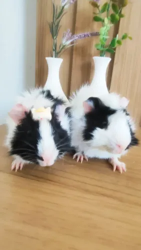 Vendo casal de porquinho da índia, mas cercado.