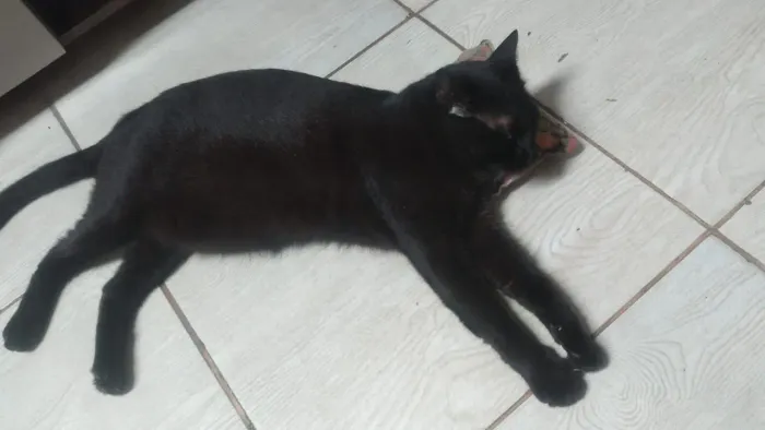 Gato castrado para adoção com um ano e meio, de vida muito bonito 