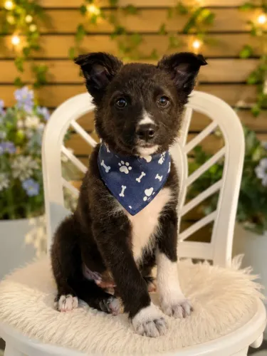 Entregamos! Lindos border collie machinho