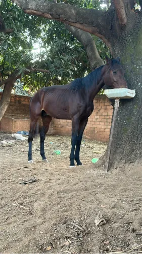 Vende se cavalo puro sangue inglês