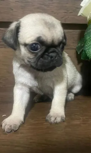Pug fêmea Mini