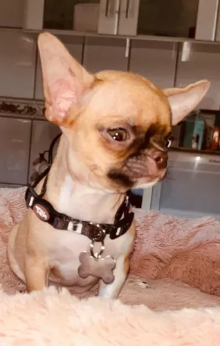 Chihuahua exótico machinho!!!