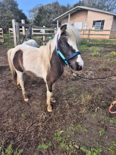 3 mini horse.