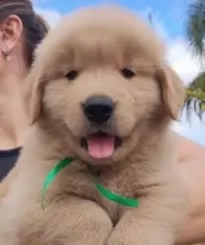 Goldem 7 meses e 4 anos CBKC