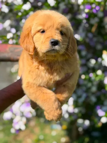 Golden Retriever filhotes com alta personalidade!